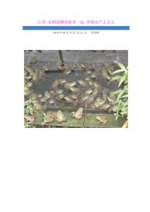 江津水稻泥鰍青蛙養一起   養殖畝產上萬元
