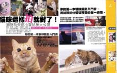 【猫咪摄影入门】如何拍宠物猫咪写真