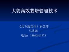 大姜高效栽培管理技術
