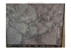 納米菊花154105orpklops0o1yvook