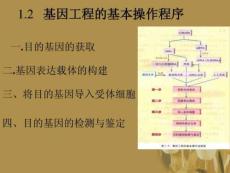 高中生物 12基因工程的基本操作程序课件 新人教版选修3