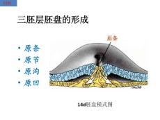 胚胎发生总论 三胚层的分化和胚体外形的建立