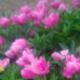yanhaiping_2001