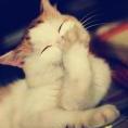 lvyezhuteng