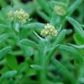 沒葉子的菜