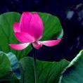 隨風(fēng)輕揚(yáng)
