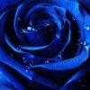 景蓝玫瑰