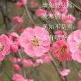 琴如風兮