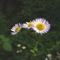 静看云舒花落