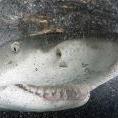 SHARK