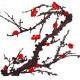 shanuo_1988