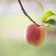 redcherry
