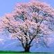davidyu_7262