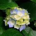 Fragrance