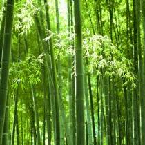 微塵