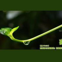 wangyingyingok