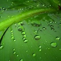 雨吻梦里花