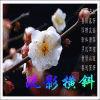 疏影橫斜