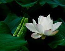 昨日黃花雨