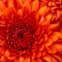 p962113256