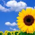 sunny3575