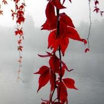 西紅柿