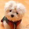 jingmin_li