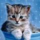 lovebaby